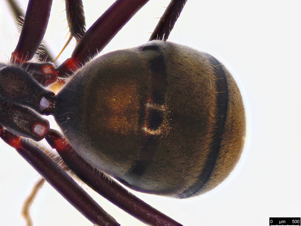 13c - Camponotus aeneopilosus Mayr, 1862