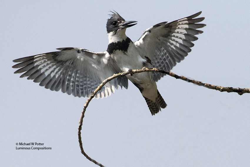 Belted Kingfisher male landing, vocalizing