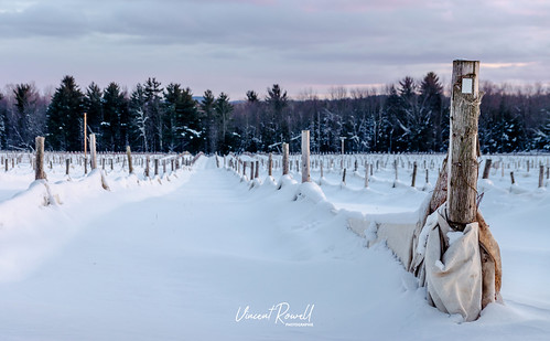 saintarmand québec canada vineyard winter sunset cold snow domaineduridge raw