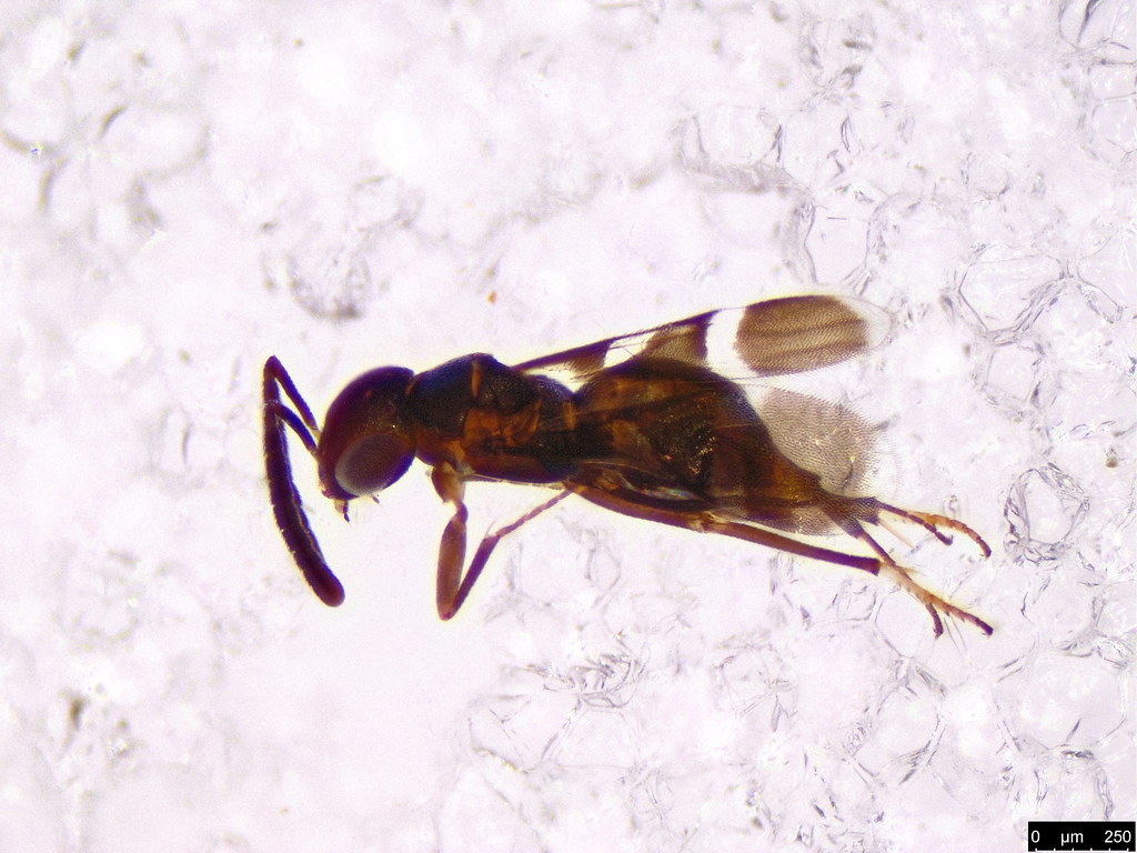 26a - Hymenoptera sp.