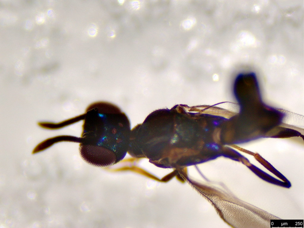27c - Hymenoptera sp.