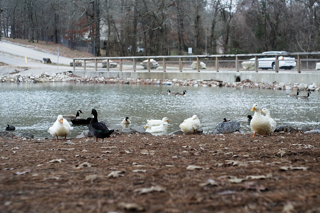 January Ducks and Geese # 2