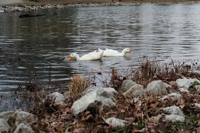 January Ducks and Geese # 6