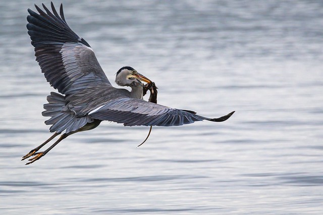 Grey Heron with a spot of lunch, an unlucky rat.
