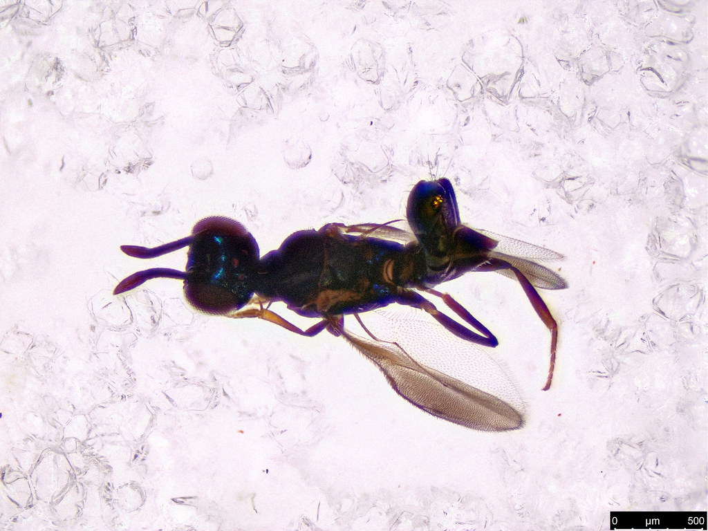 27b - Hymenoptera sp.