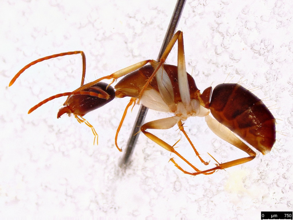 12b - Camponotus claripes Mayr, 1876