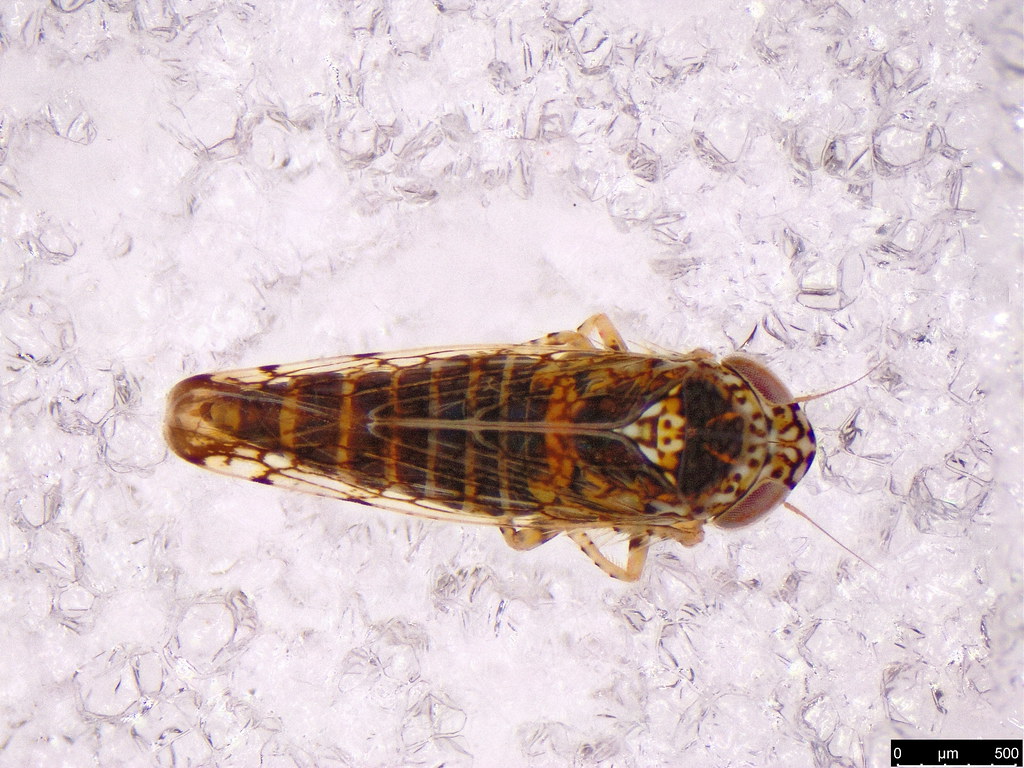 38a - Cicadellidae sp.