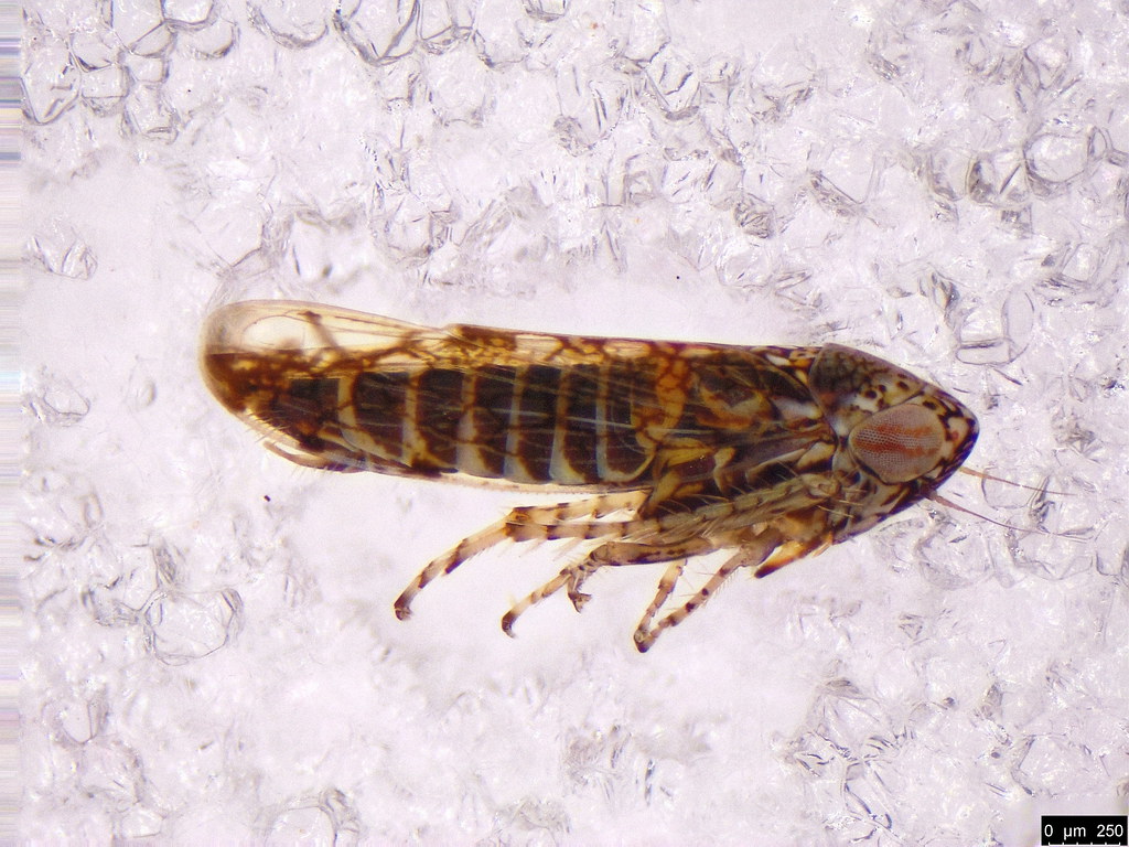 38b - Cicadellidae sp.