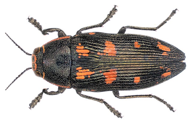 Buprestis novemmaculata Linnaeus, 1758