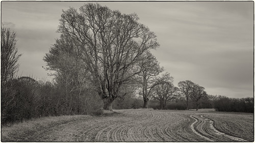 harcamlowway essex ancient blackandwhite bw landscape h5d40 sunday oak tree lintonsnapper