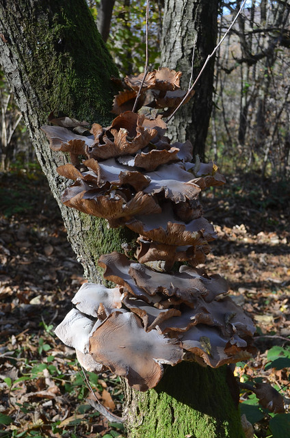Fungi [Faedis - 8 November 2020]