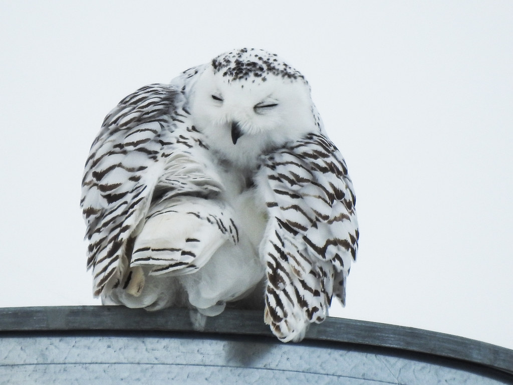 Most Beautiful Birds in the worlds -  Snowy Owl