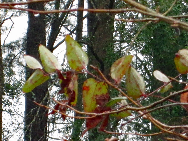Branch With Leaves.