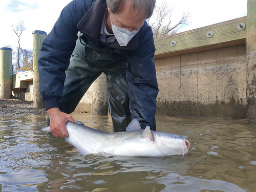 Photo of man placing blue catfish in water