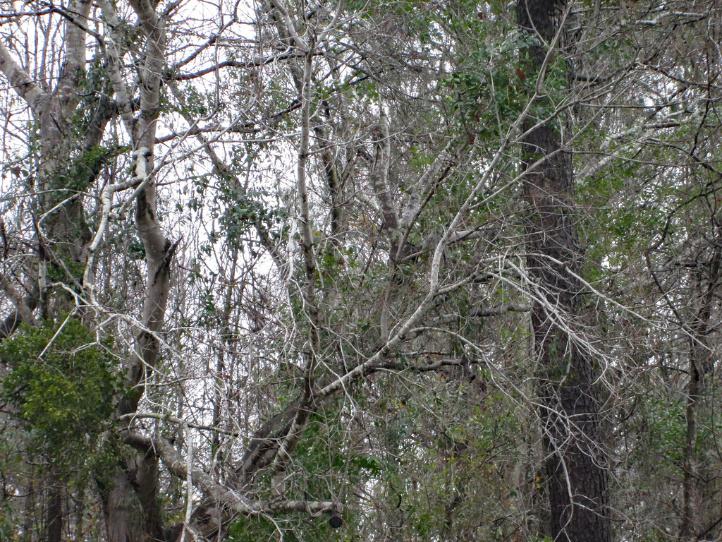 Trees In The Woods. | Trees in the woods near the home where… | Flickr