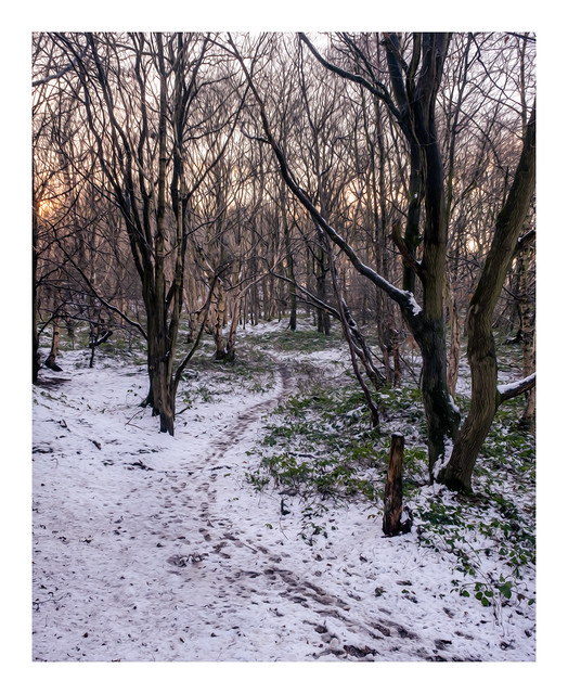 Winter woodland