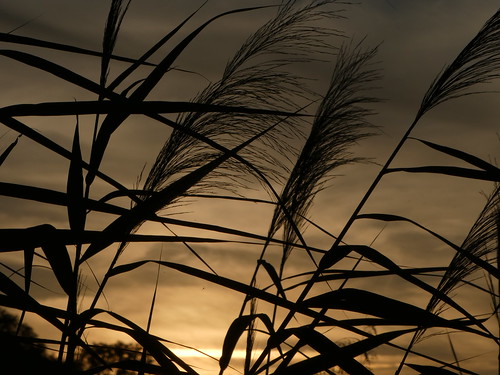 sunset mooswaldfreiburg moosweiher sonnenuntergang gras schilf tz91 panasoniclumixdctz91 lumixdctz91 dctz91