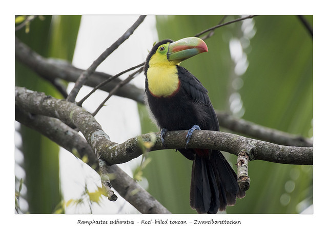 Keel-billed toucan #2