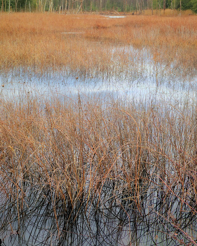 tidewater blackmarsh wetland chesapeake bay water landscape northpoint statepark baltimorecounty maryland winter color outside nature