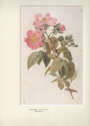 'Prairie Rose', by Alfred Parsons. | by Phineas Redux