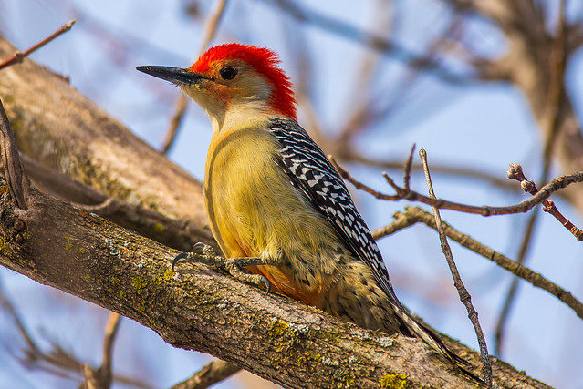 Red-bellied Woodpecker (M)