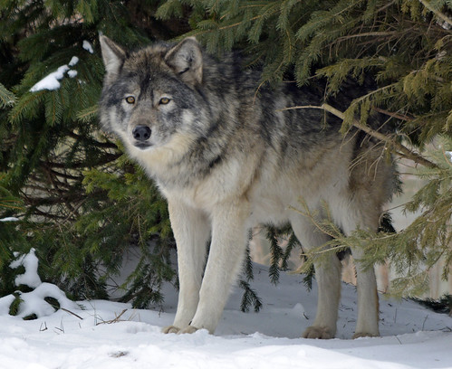 Gray Wolf | by Liger 77 (R. Lewis)