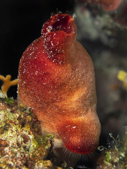 Sea Potato - Halocynthia papillosa