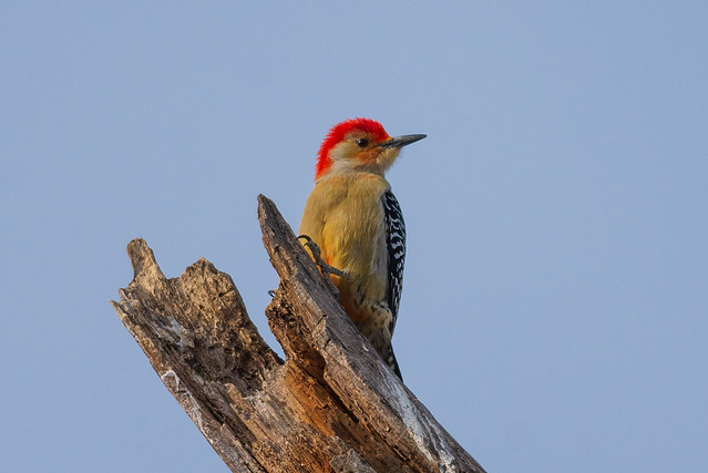 Mighty Red-bellied Woodpecker | Melanerpes carolinus