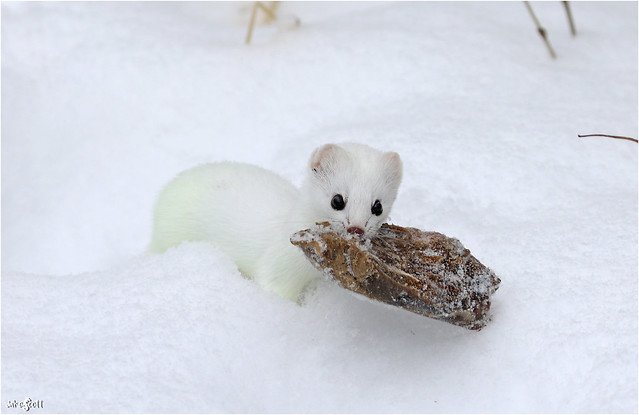 American Stoat a/k/a Short-tailed Weasel (Mustela richardsonii)