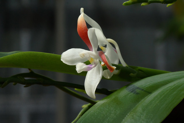 Phalaenopsis tetraspis  ファレノプシス・テトラスピス