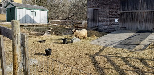 sherbrooke sherbrookevillage novascotia museum sheep farm