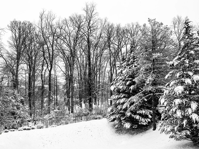 Winter Landscape In Northern Virginia