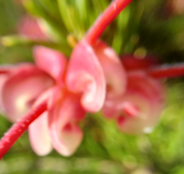 Grevillea rosmarinifolia, the rosemary grevillea