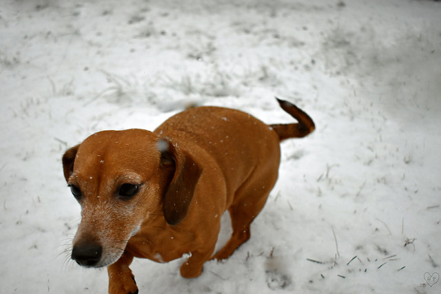 Reese Loves The Snow!