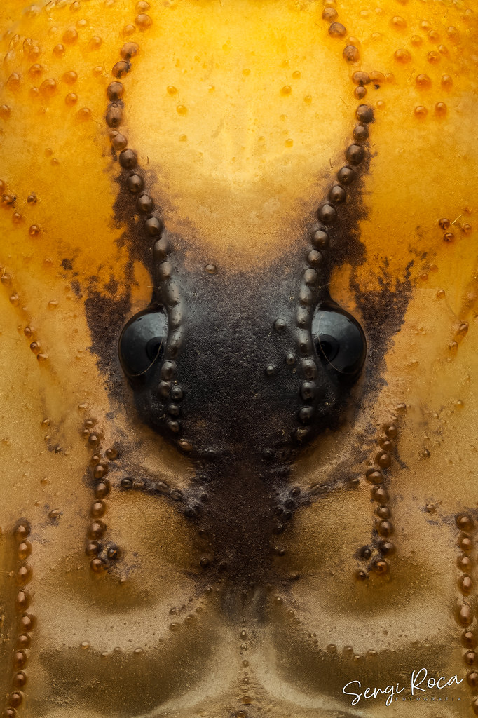 Ojos de escorpión (Buthus occitanus)