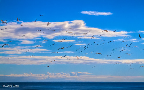 landscape wilderranchstatepark pacificocean pelicans waterfowl clouds centralcalifornia canon7d seabirds seascape lightroom6 santacruzcounty californiacoast gulls canon70200mm28l topazstudio santacruz