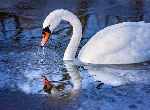 winter swan icy cold nature wary waterdrops