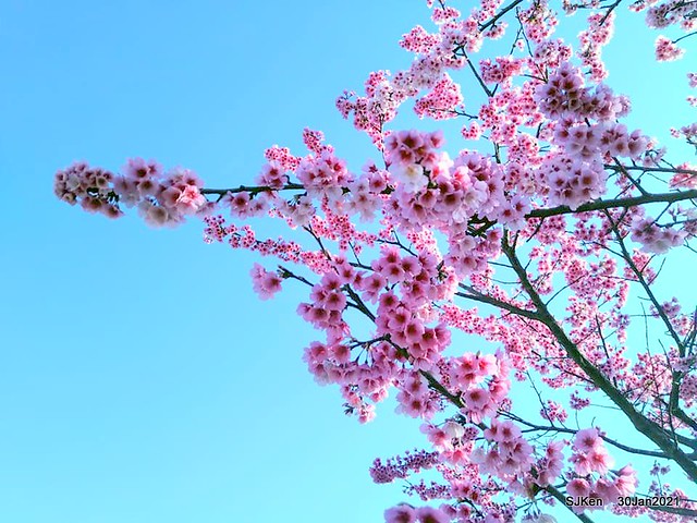 Cherryblossoms at Yang-Ming Mountain, Taipei,Taiwan, SJKen,Jan 30,2021.