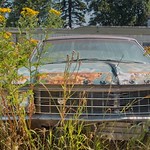 Abandoned Car Goldenrod 3834 A Abandoned car in weeds and goldenrod in Edwall, Washington in Lincoln County.

There were several junked cars here full of character.  Too bad I was just passing through in the middle of the day.  I&#039;ll definitely be back some time for more shots with better light.

Edwall itself, population 693, is picturesque with a lot of character too.