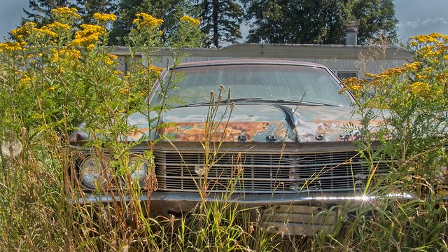 Abandoned Car Goldenrod 3834 A
