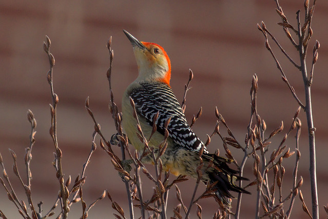 Red-bellied Woodpecker (M) | Natural Beauty