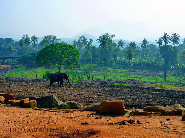 Udawalawe Elephant Park-Srilanka