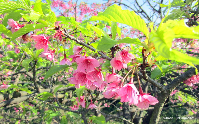 Cherryblossoms at Yang-Ming Mountain, Taipei,Taiwan, SJKen,Jan 30,2021.