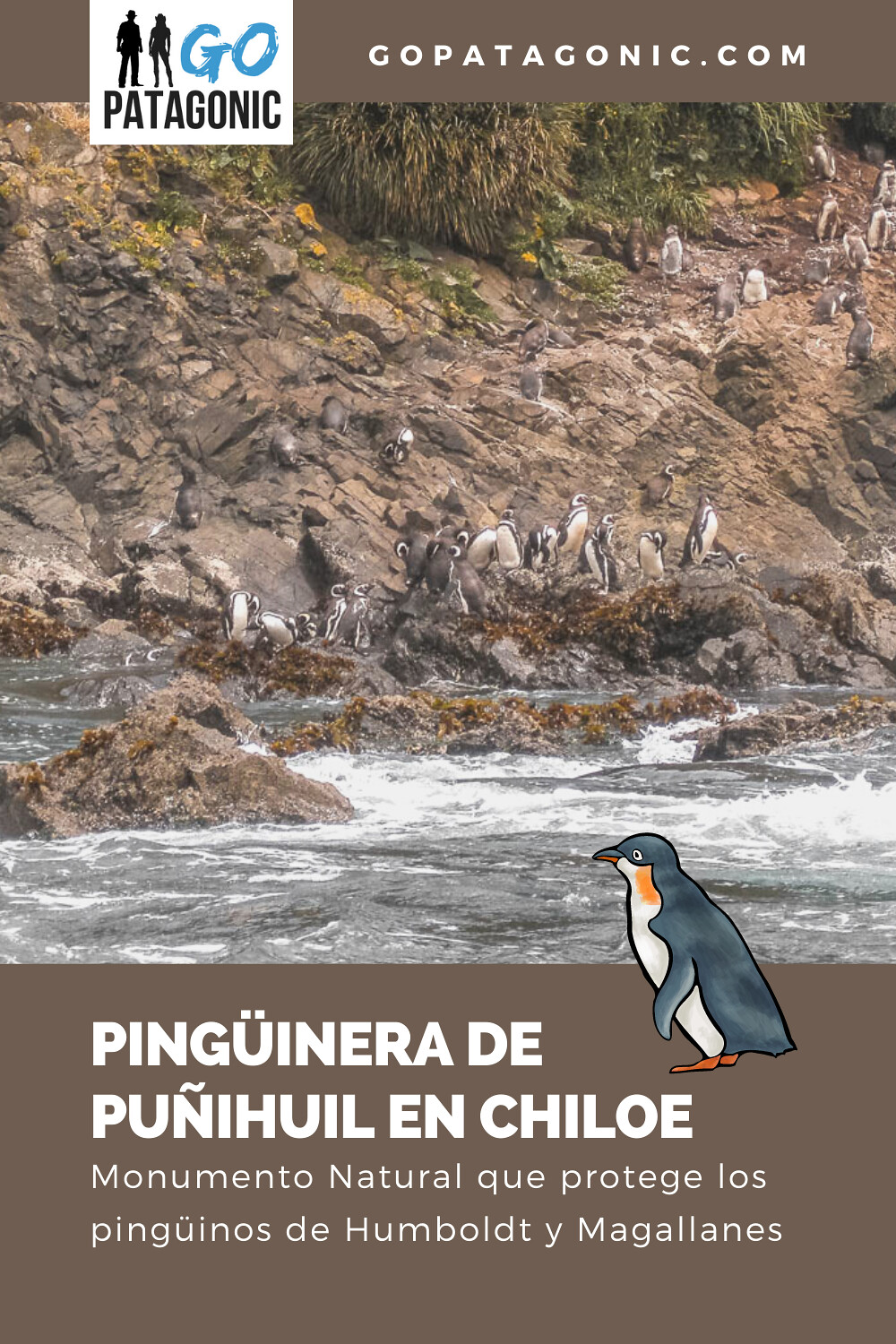 Visitar la pingüinera de Puñihuil