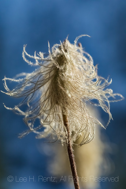 Mountain Pasqueflower in Kootenay National Park