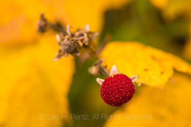 Thimbleberry Fruits in Kootenay National Park