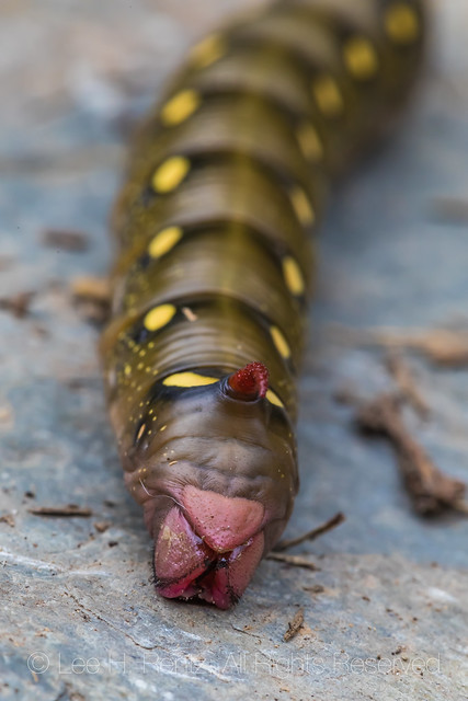 Bedstraw Hawkmoth Caterpillar in Kootenay National Park