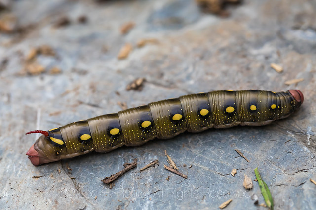 Bedstraw Hawkmoth Caterpillar in Kootenay National Park