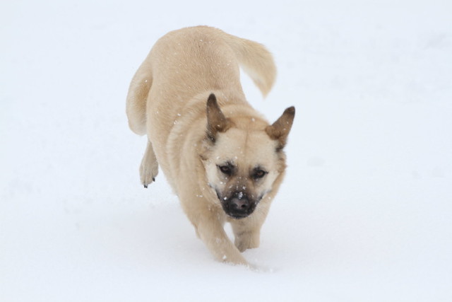 Sadie frolicking in the snow