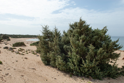Juniperus macrocarpa on Lavrakas beach